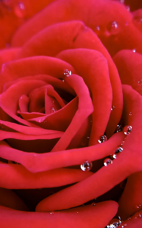 薔薇
